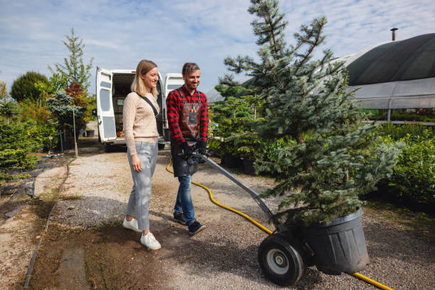 How Our Tree Care Process Works  in  Cedar Bluff, VA